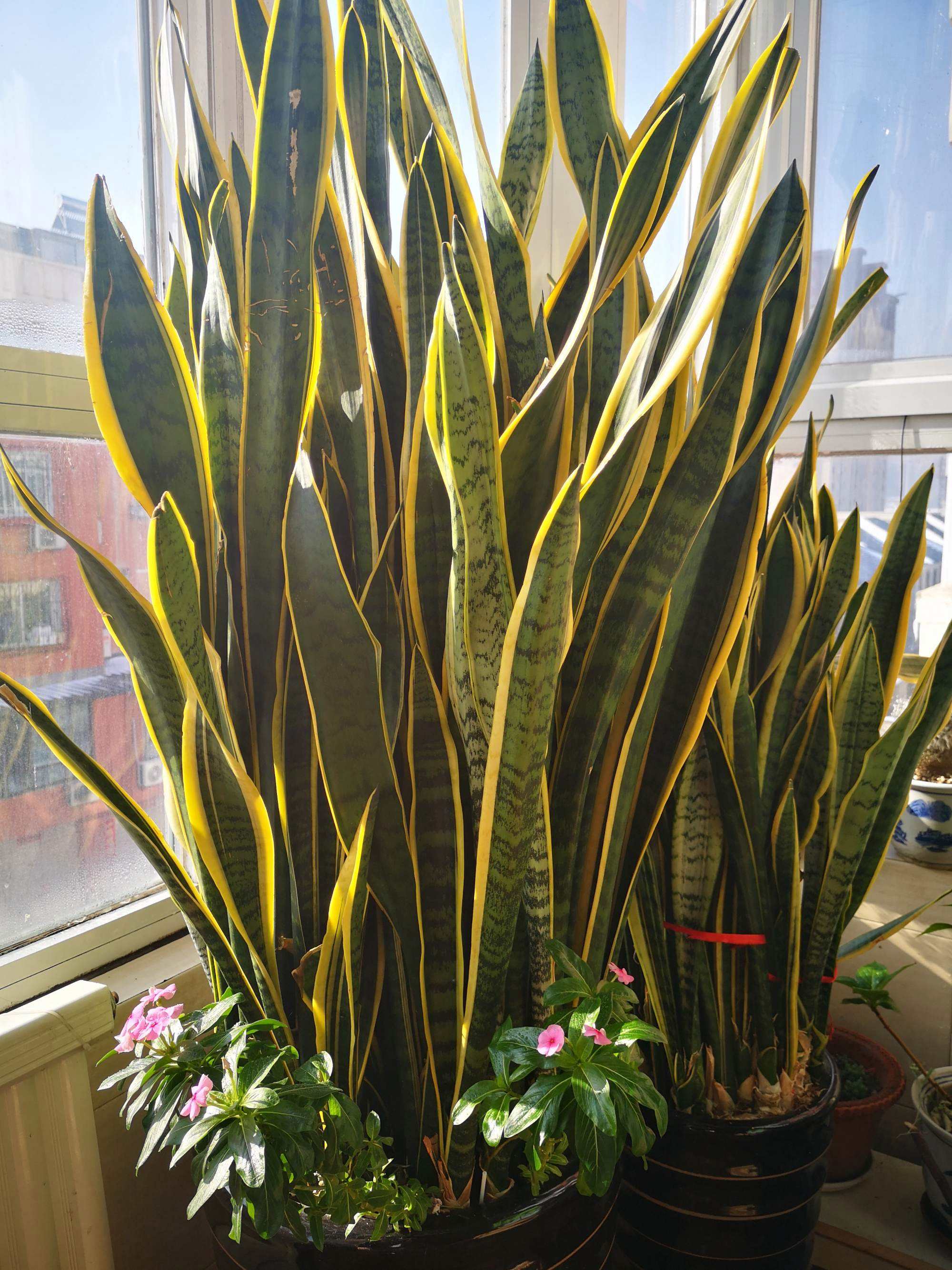 辦公室種植虎皮蘭有哪些風(fēng)水知識.jpeg 辦公室種植虎皮蘭有哪些風(fēng)水知識.jpeg