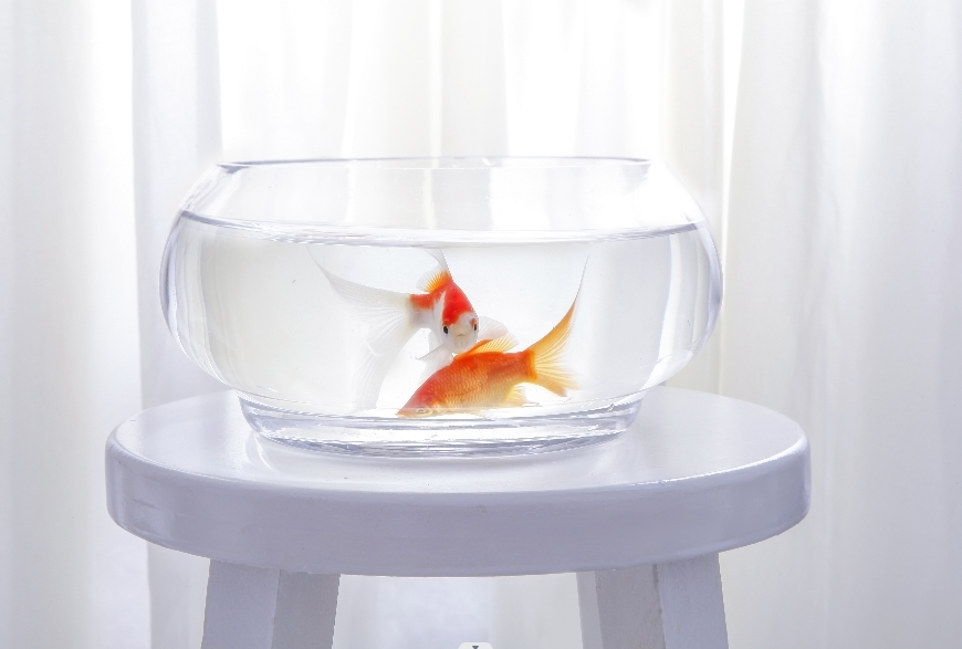 養(yǎng)魚單數(shù)還是雙數(shù)好.png 養(yǎng)魚單數(shù)還是雙數(shù)好.png