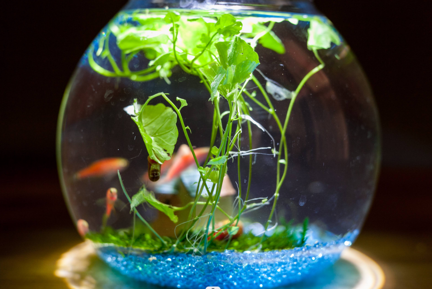 家中養(yǎng)幾條魚與生肖屬相的關(guān)系.png 家中養(yǎng)幾條魚與生肖屬相的關(guān)系.png