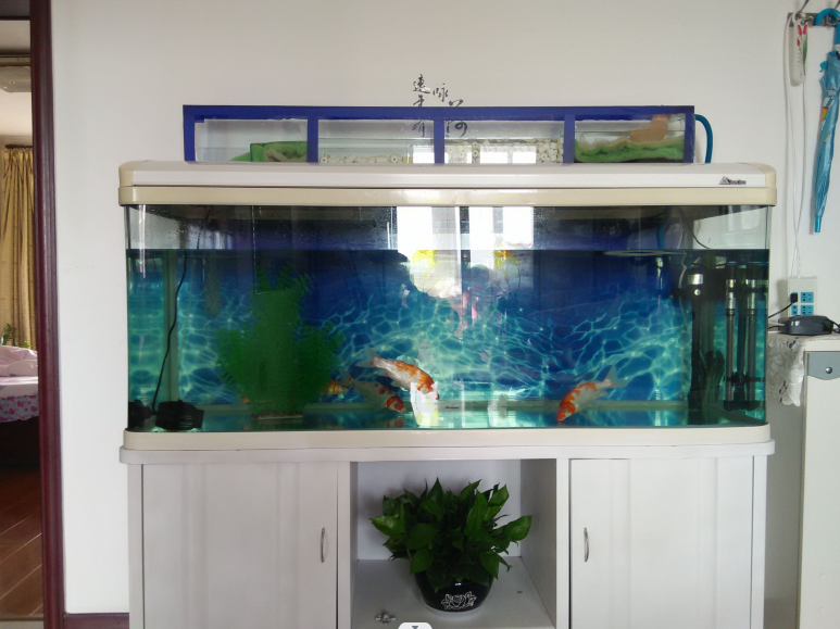 魚的數(shù)量.png 魚的數(shù)量.png