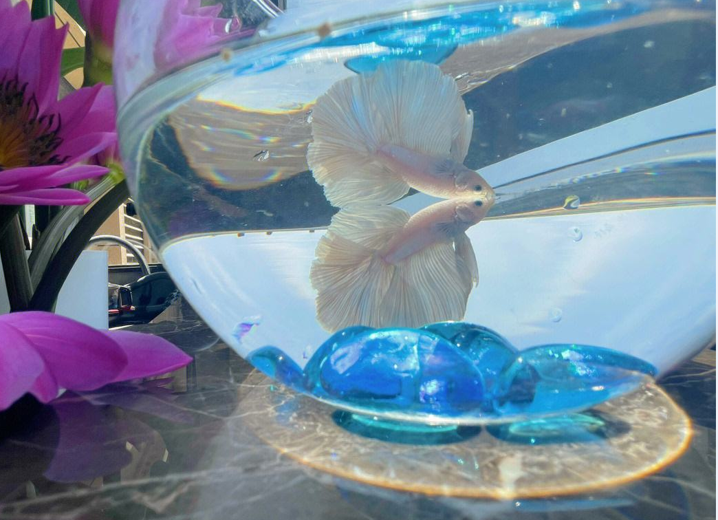 家里不養斗魚的原因.png 家里不養斗魚的原因.png