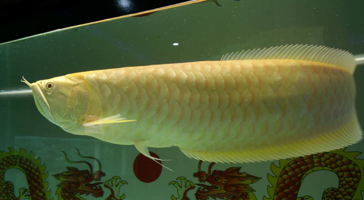 家里養什么魚風水好.png 家里養什么魚風水好.png