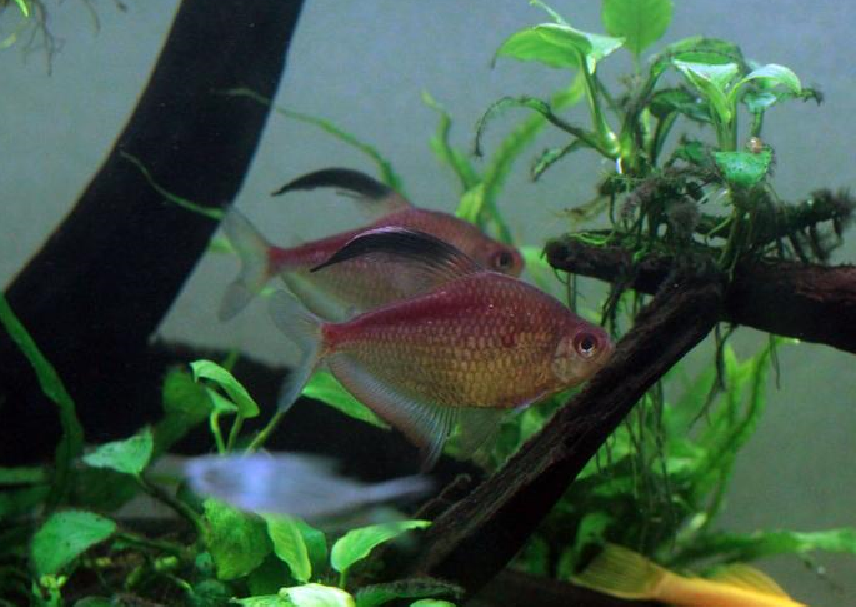 家里養什么魚風水好?.png 家里養什么魚風水好?.png