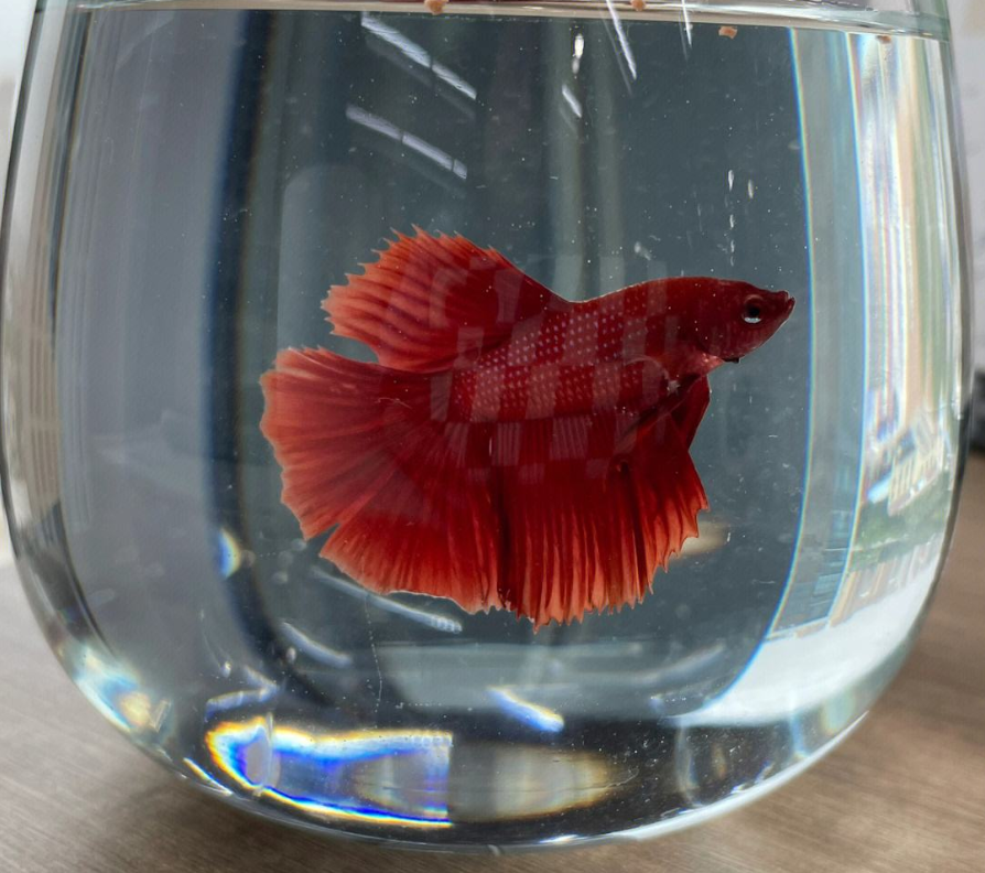 家里養魚?要注意風水常識.png 家里養魚?要注意風水常識.png