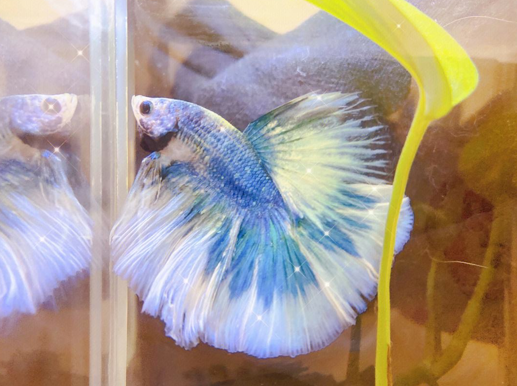 養斗魚的風水如何.png 養斗魚的風水如何.png