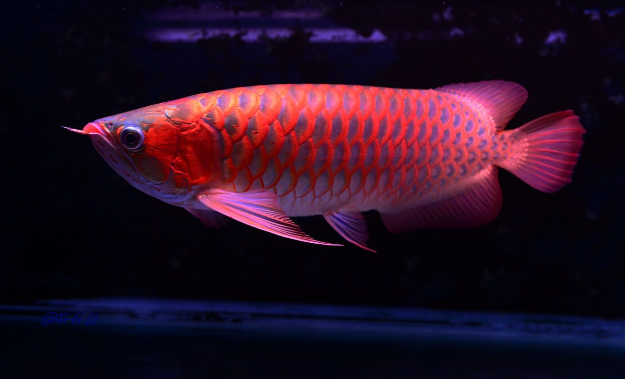 常見的風水魚有哪些.png 常見的風水魚有哪些.png