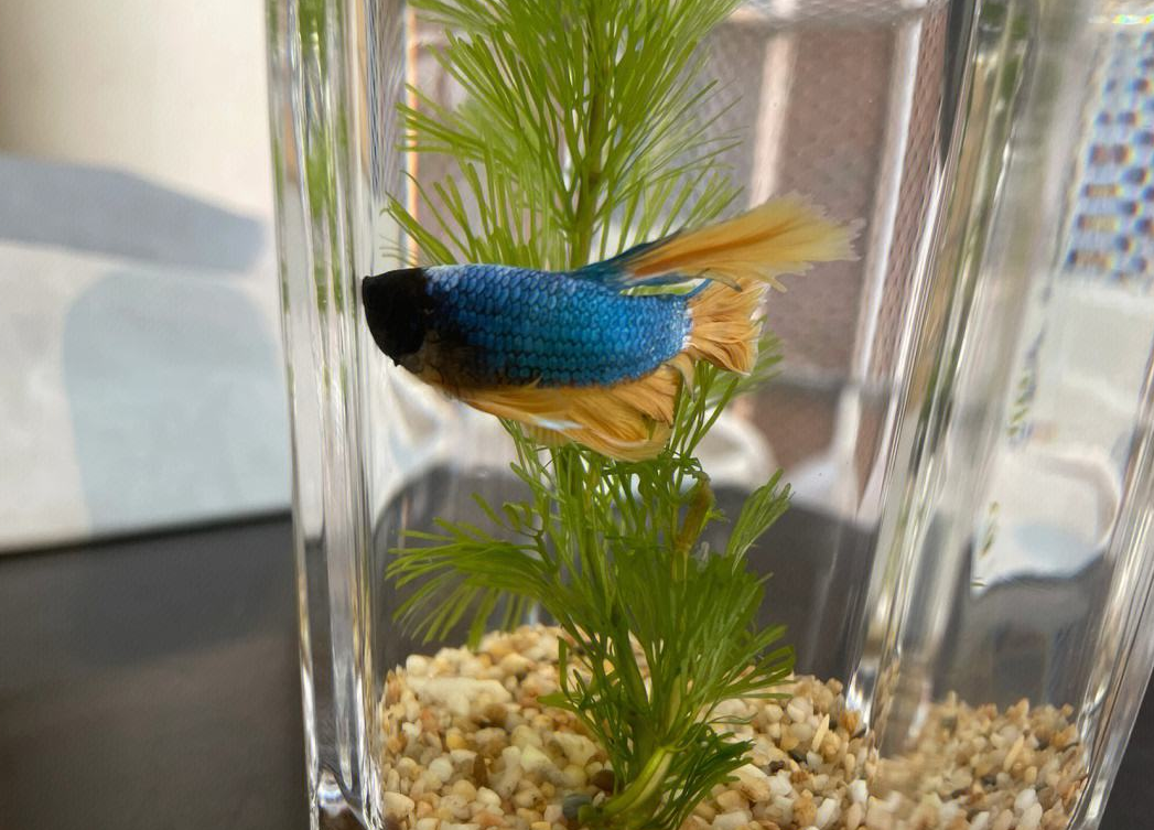 養魚的數目是多少.png 養魚的數目是多少.png