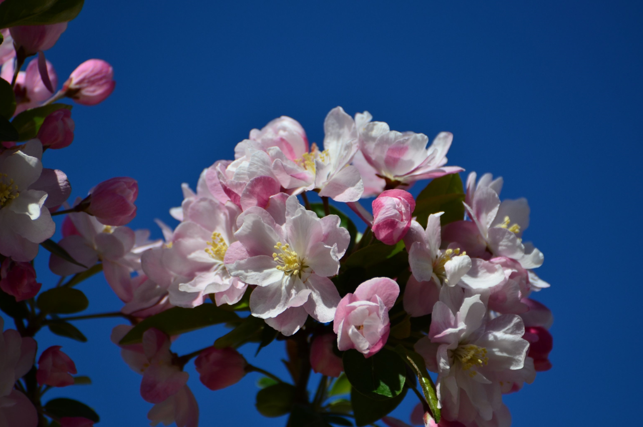 養(yǎng)海棠花的好處.png 養(yǎng)海棠花的好處.png