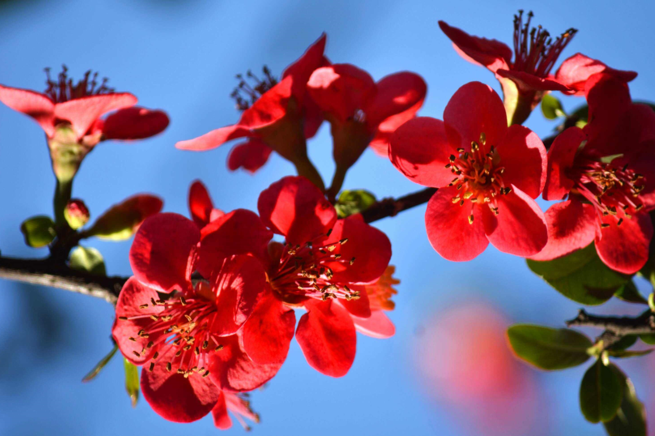 為什么家里不適合養(yǎng)海棠花.png 為什么家里不適合養(yǎng)海棠花.png