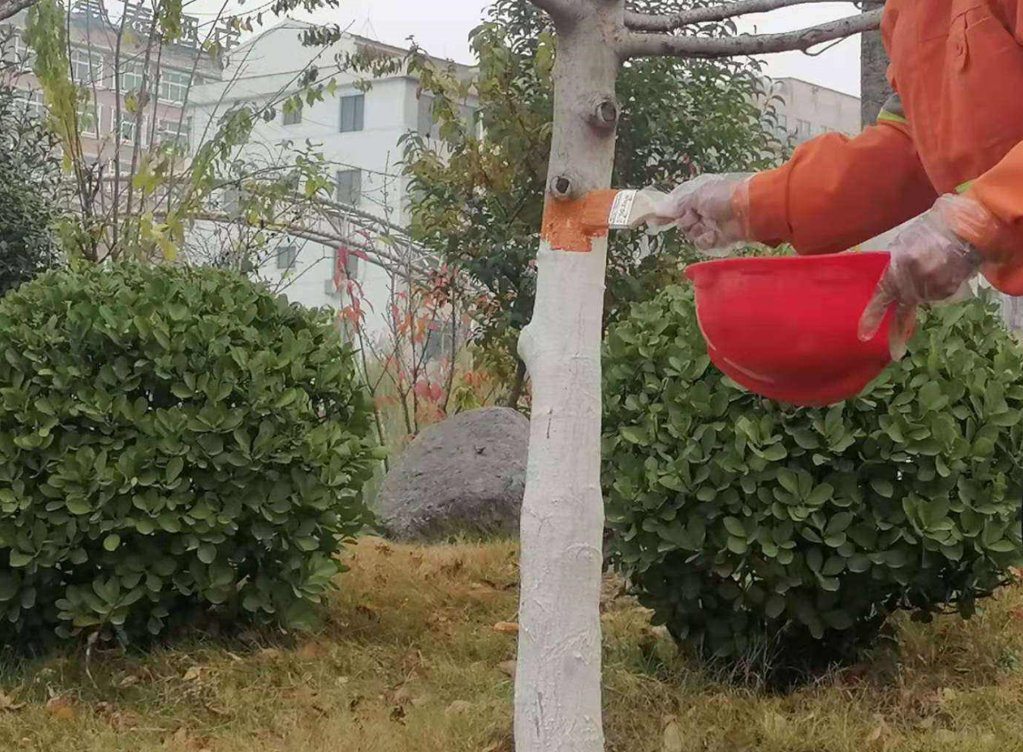 為什么要對樹干進行粉刷?.png 為什么要對樹干進行粉刷?.png