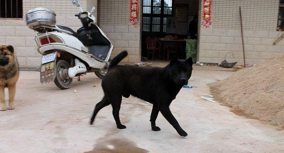 養什么動物招財最厲害? (4).png 養什么動物招財最厲害? (4).png