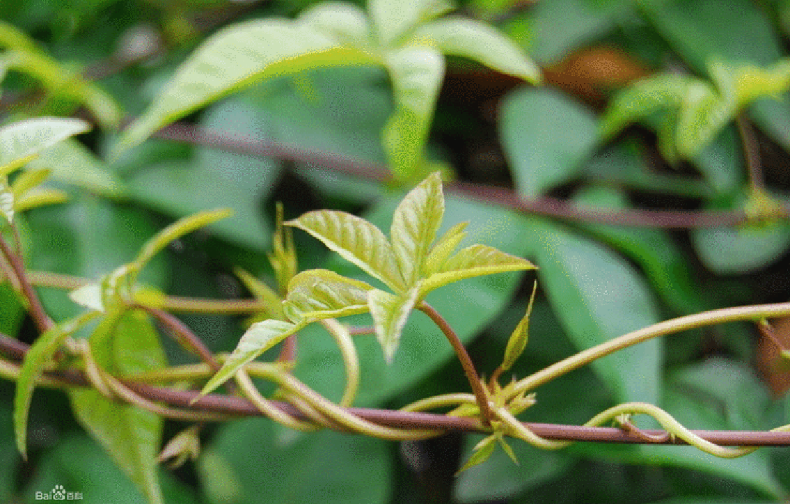 為什么大門墻上不能有藤蔓植物.png 為什么大門墻上不能有藤蔓植物.png
