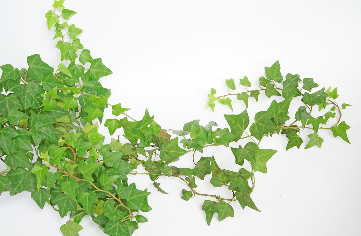 為什么大門墻上不能有藤蔓植物 (2).png 為什么大門墻上不能有藤蔓植物 (2).png