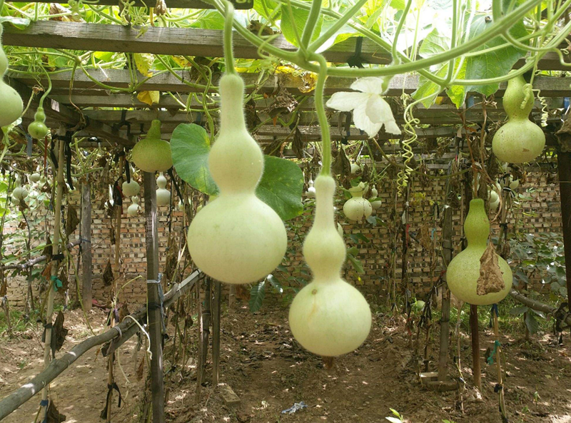 庭院花園八大驅邪植物 (2).png 庭院花園八大驅邪植物 (2).png